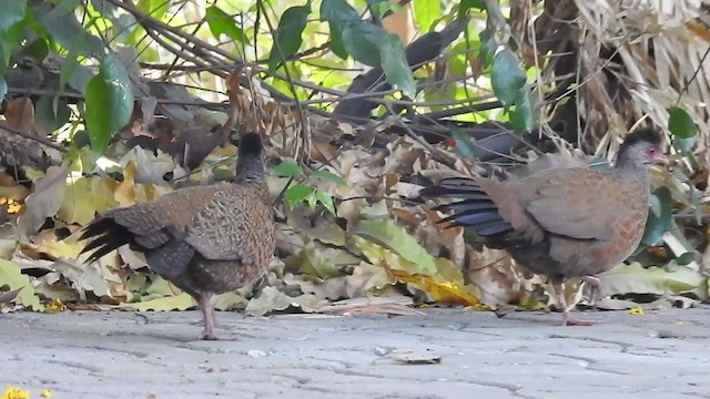 Red Spurfowl - ML298550821