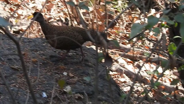 Red Spurfowl - ML298550951