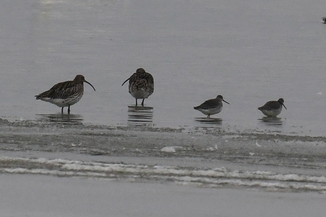 Spotted Redshank - ML298550991