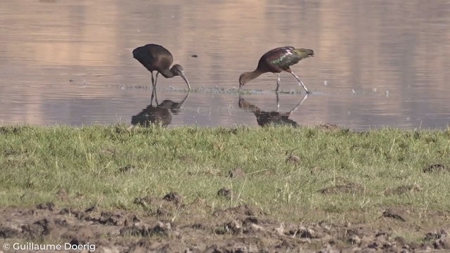 White-faced Ibis - ML298551701