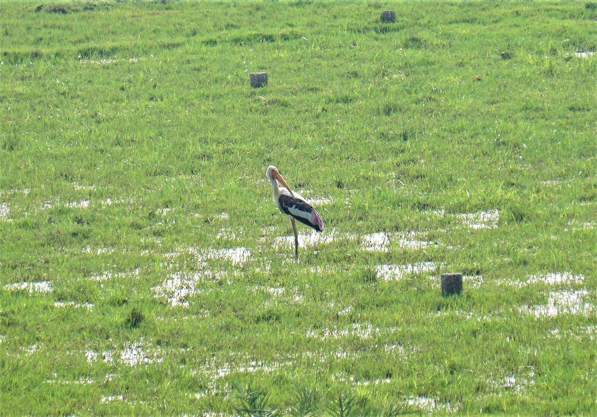 Painted Stork - ML298551741