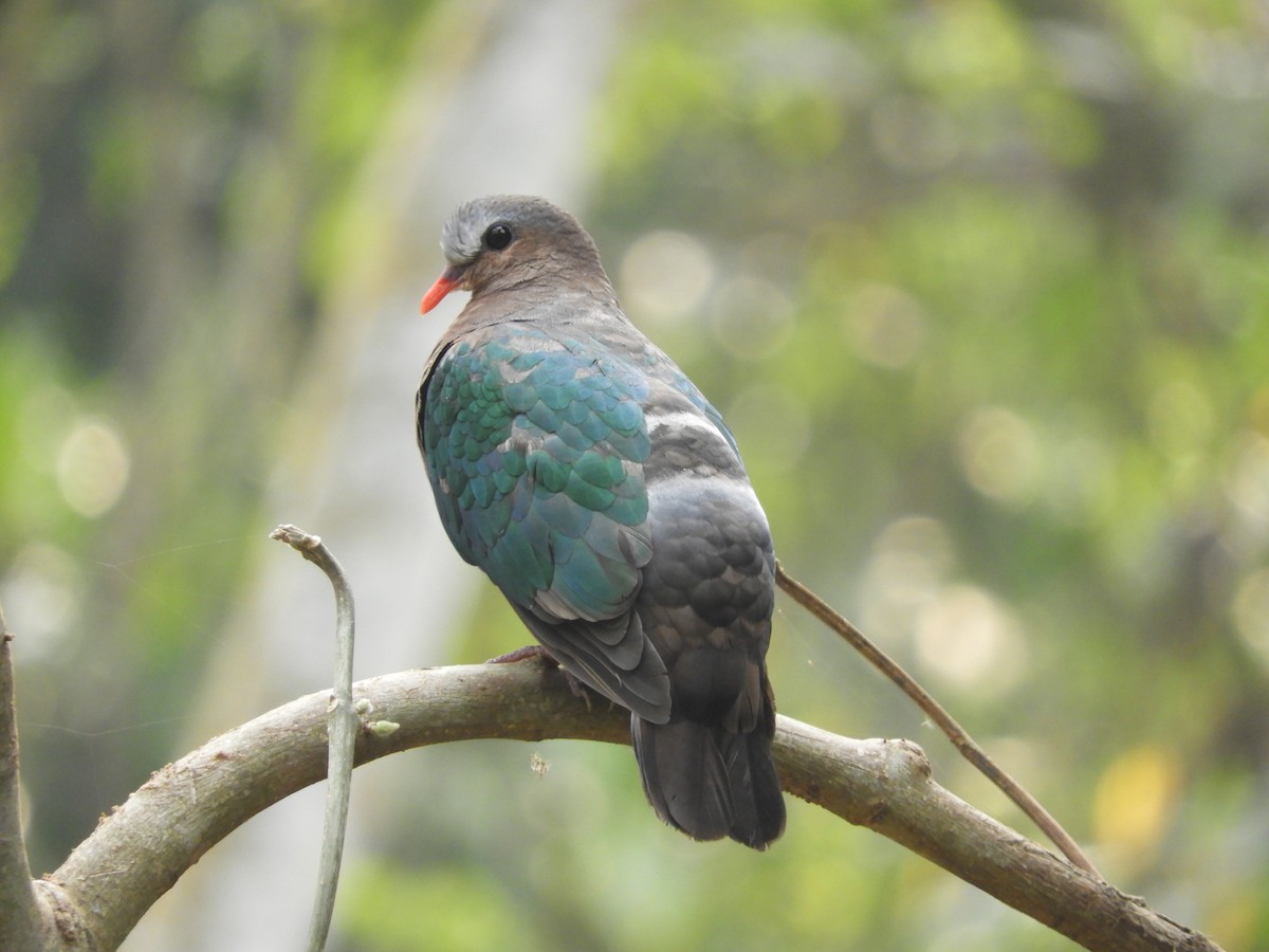 Asian Emerald Dove - ML298552131