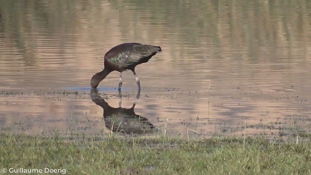 Ibis à face blanche - ML298552181