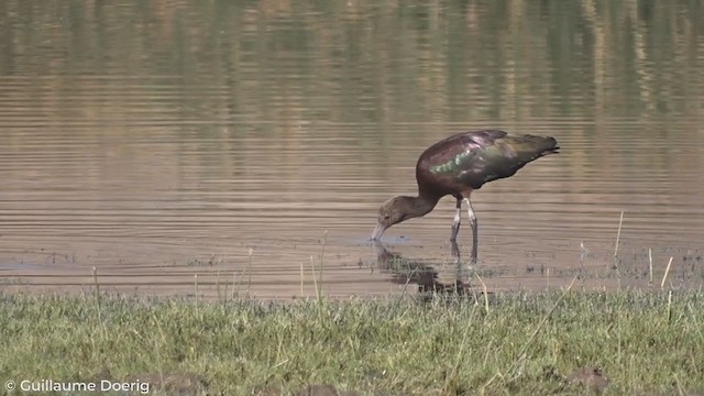 Ibis à face blanche - ML298552291