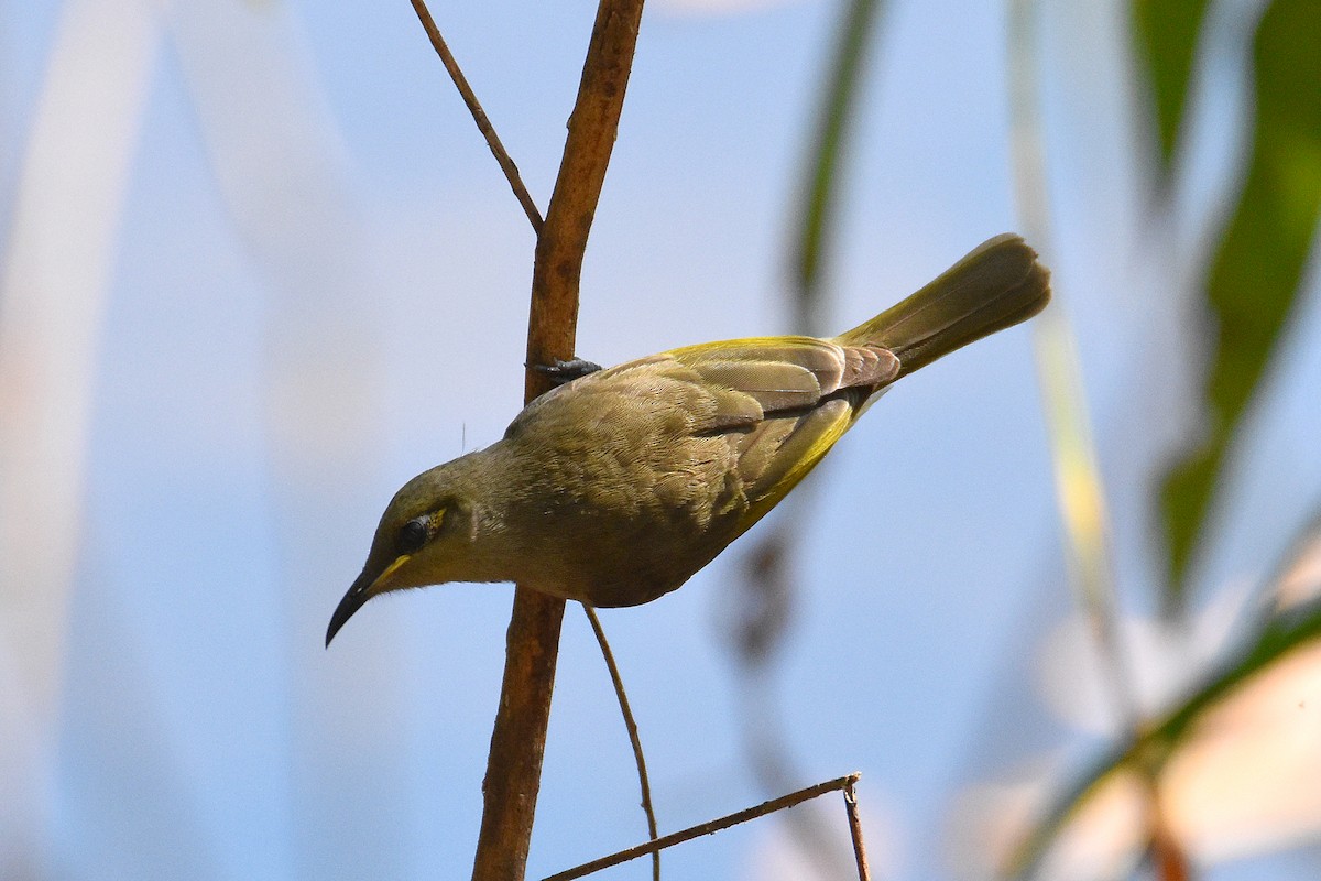 Brown Honeyeater - Chris Chafer