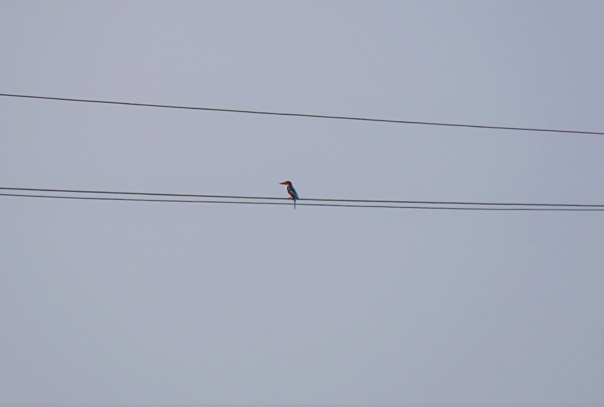 White-throated Kingfisher - ML298553831