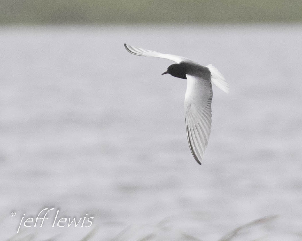 White-winged Tern - ML298555861