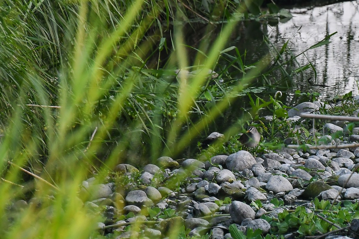 White-browed Crake - ML298555931