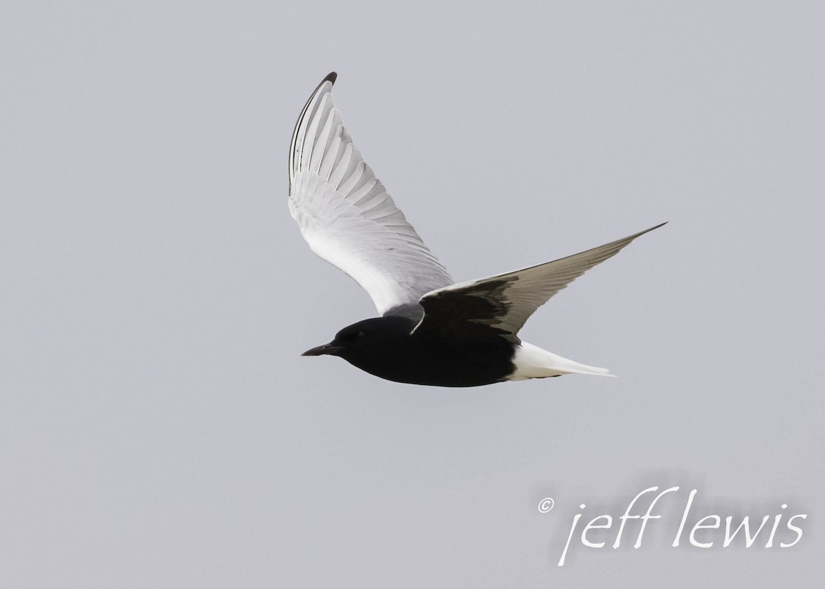 White-winged Tern - ML298556081