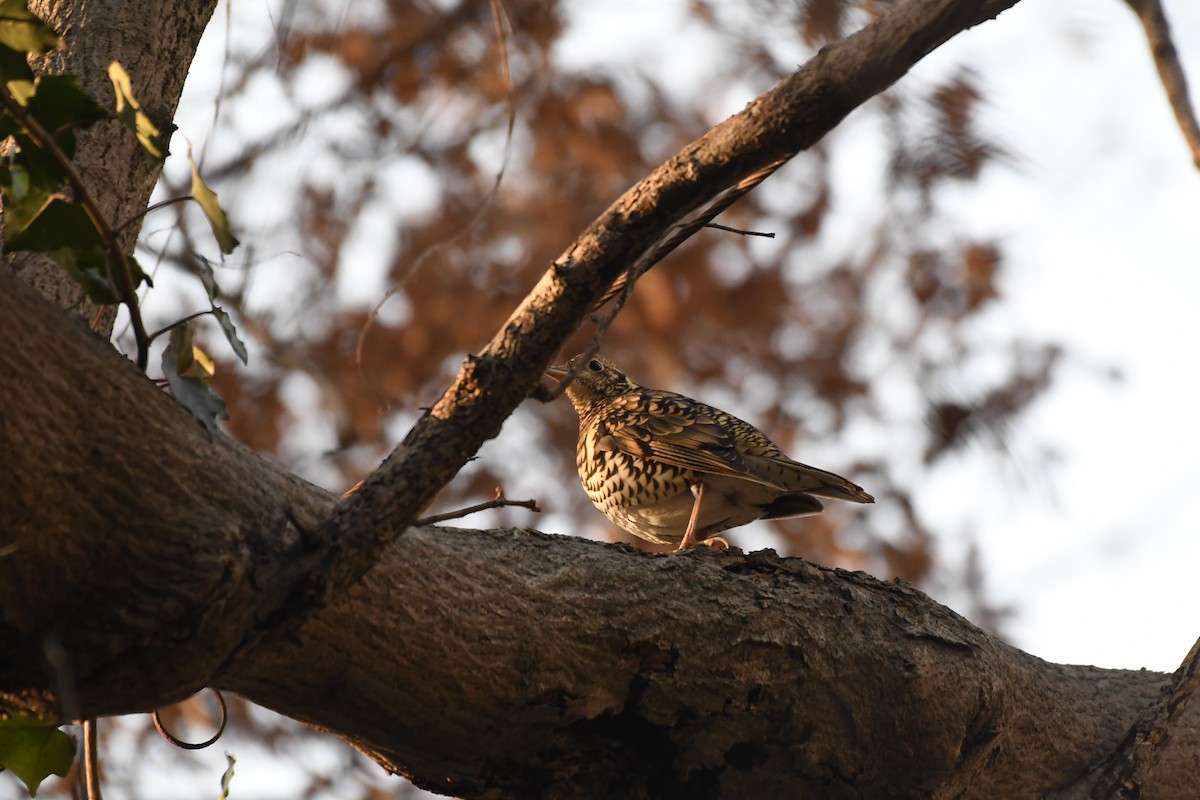 White's Thrush - ML298556451