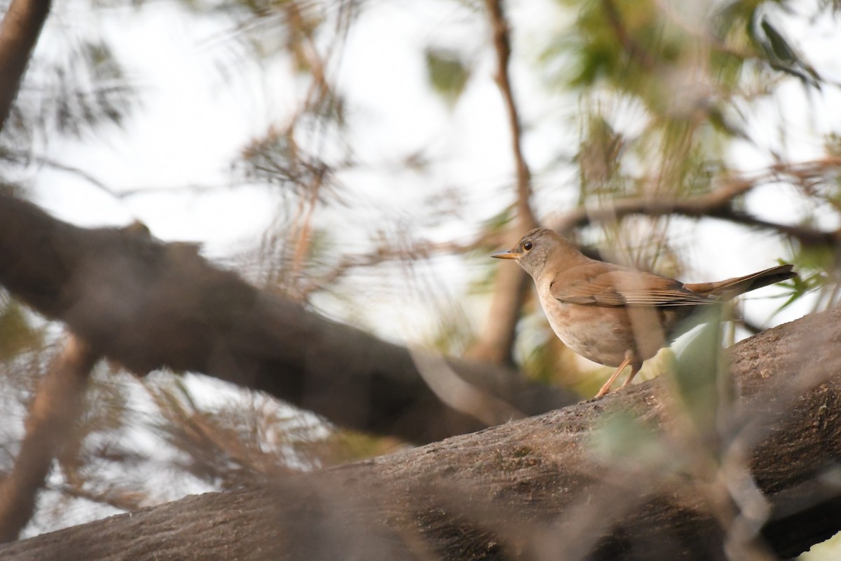 Pale Thrush - ML298556481