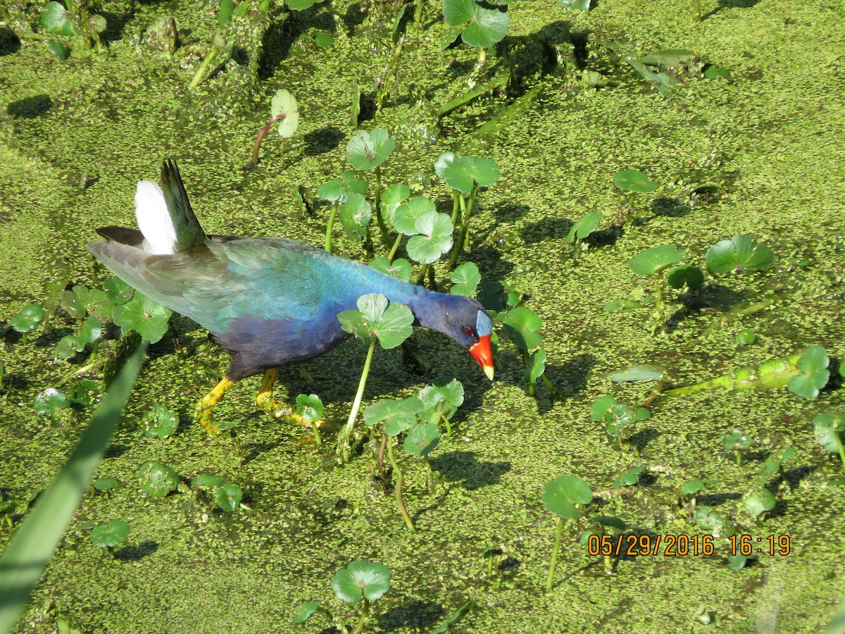 Purple Gallinule - Marcie Oliva