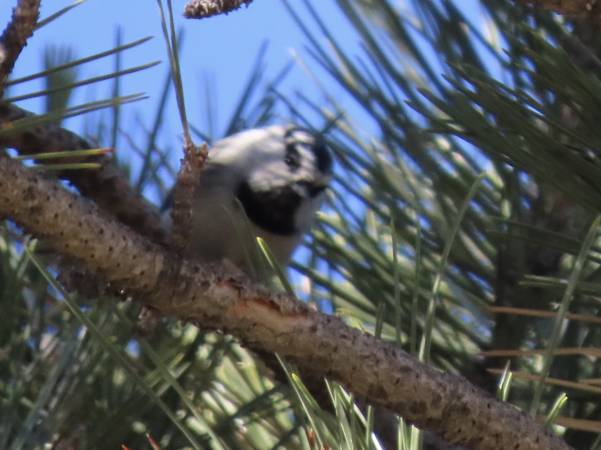 Mountain Chickadee - ML298559721