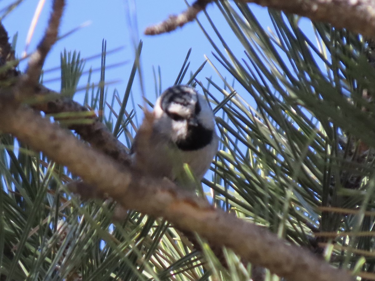 Mountain Chickadee - ML298559751