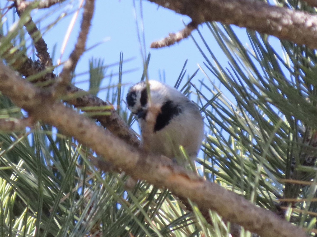 Mountain Chickadee - ML298559781