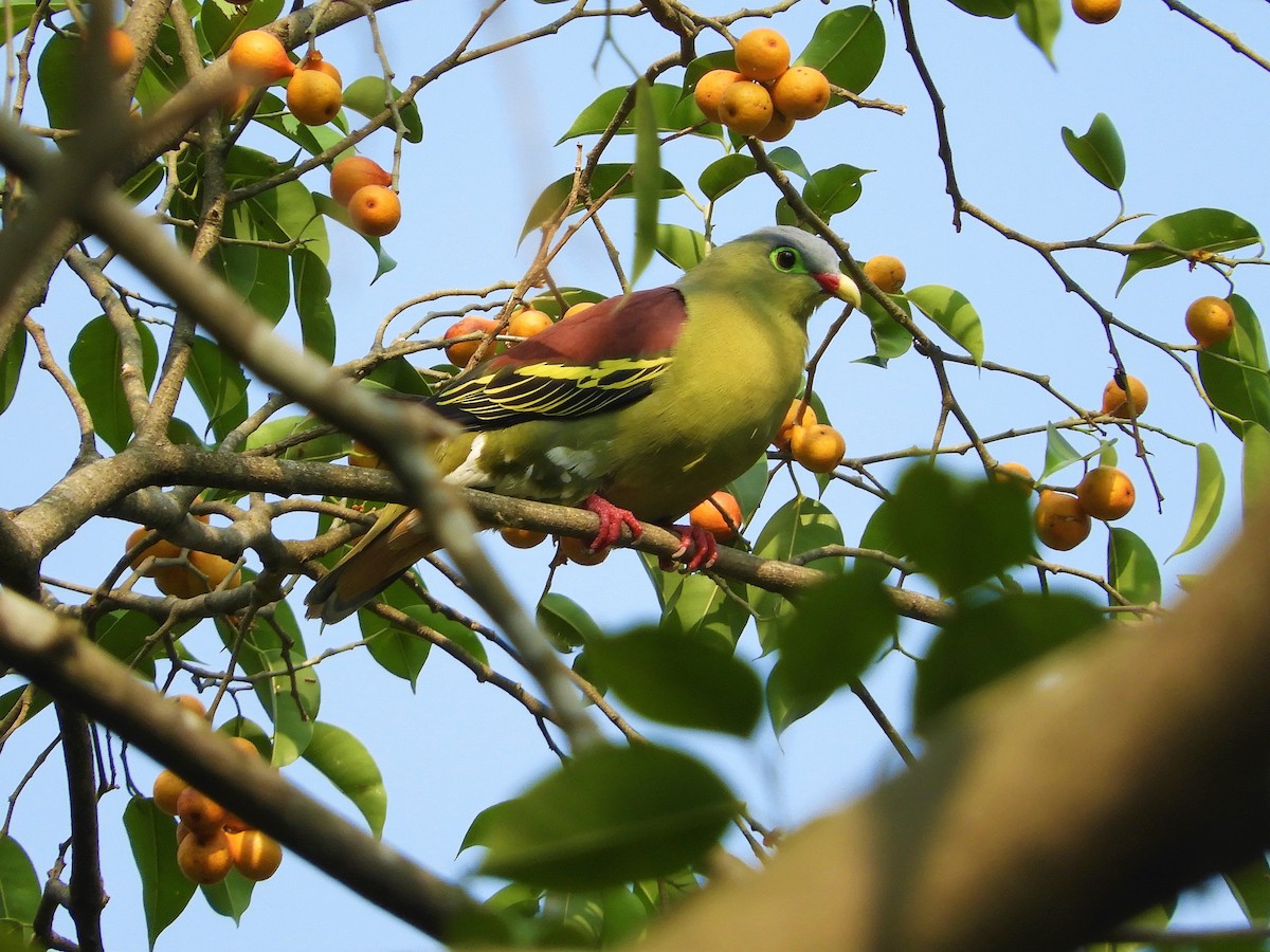 Thick-billed Green-Pigeon - ML298560651
