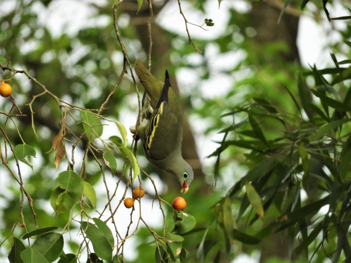 Thick-billed Green-Pigeon - ML298560681