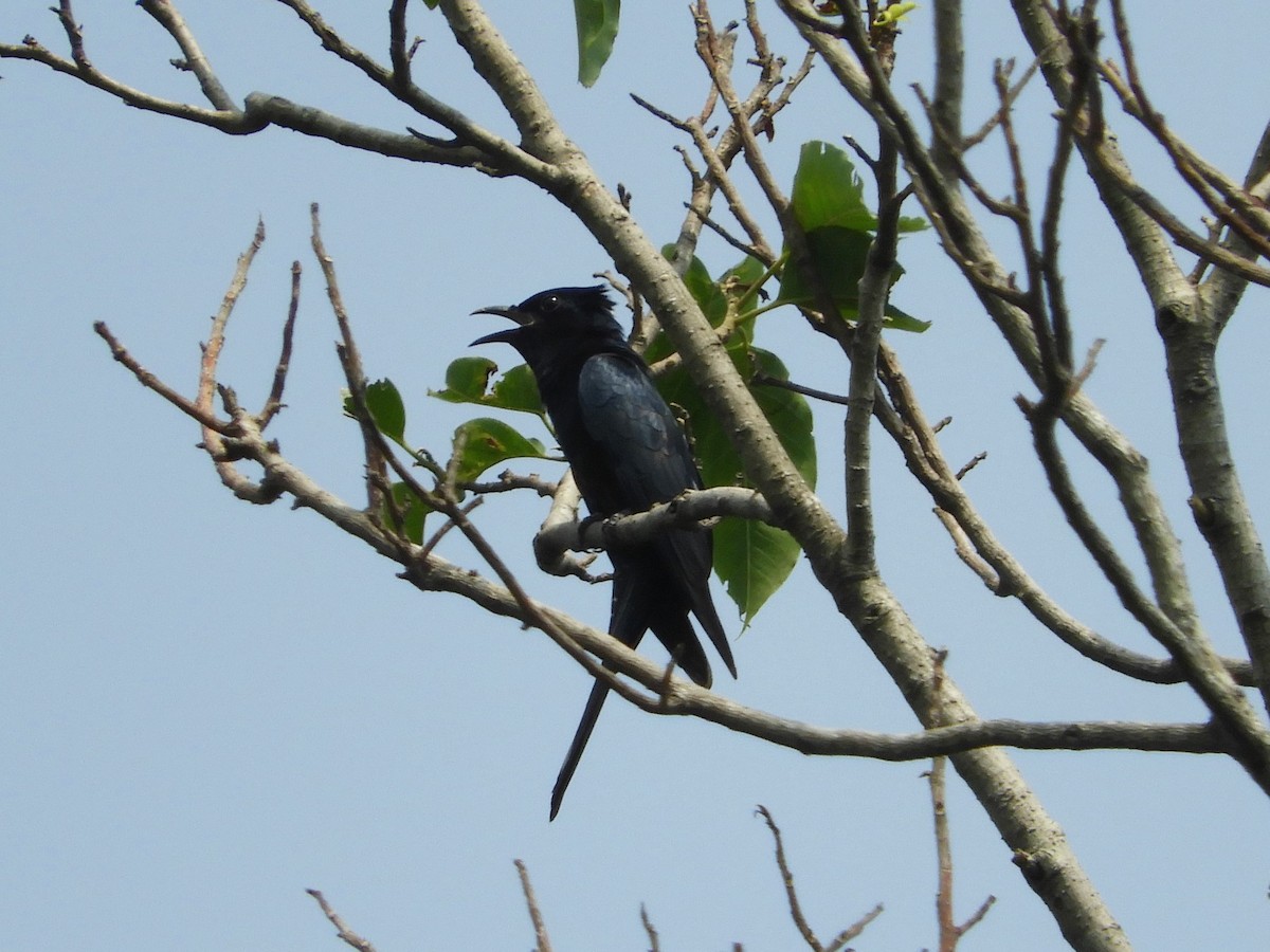 Square-tailed Drongo-Cuckoo - ML298560701