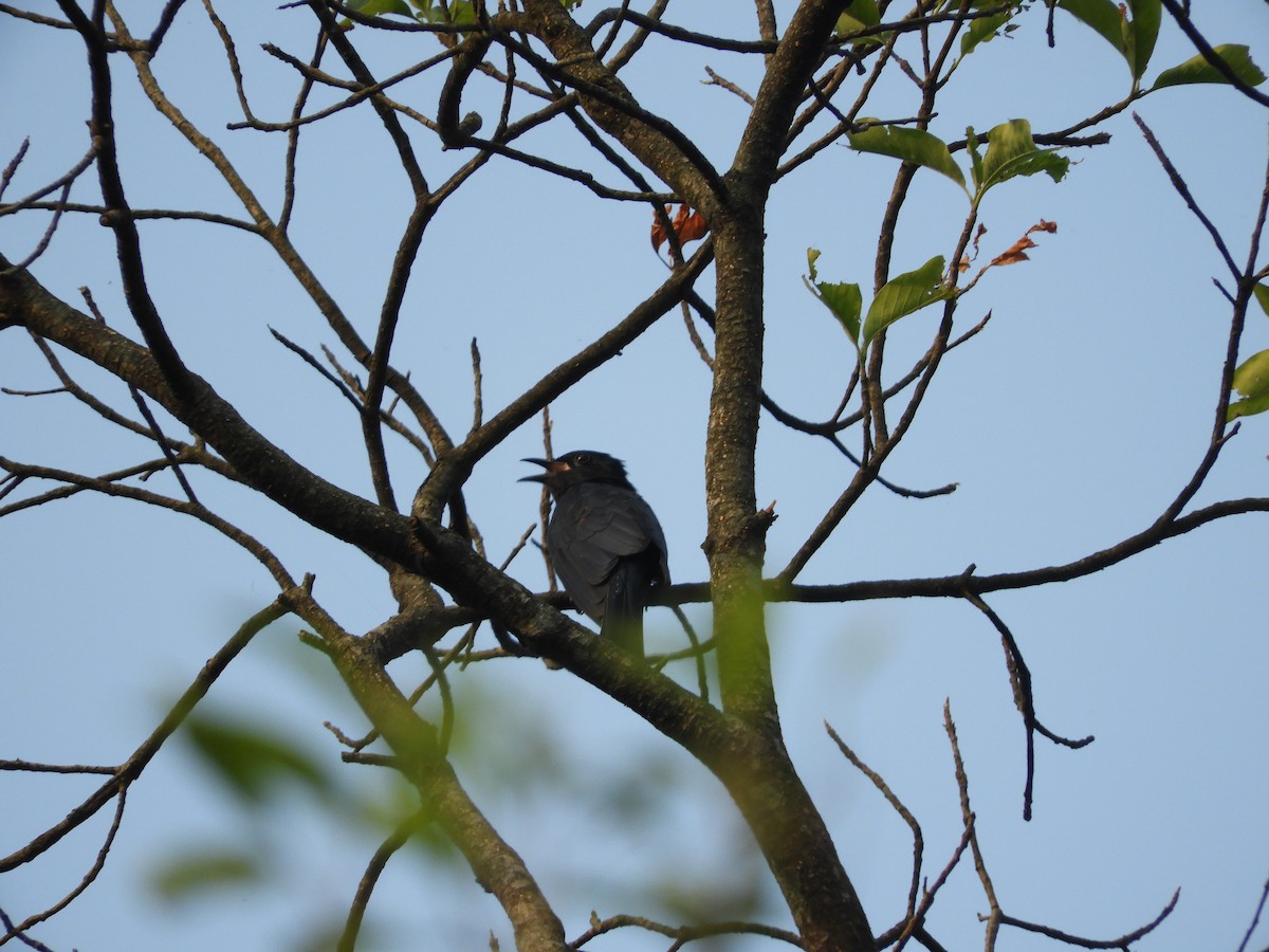 Square-tailed Drongo-Cuckoo - ML298560741