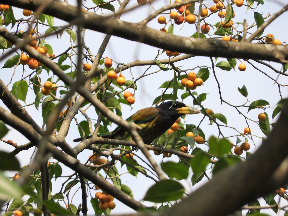 Great Barbet - ML298560751