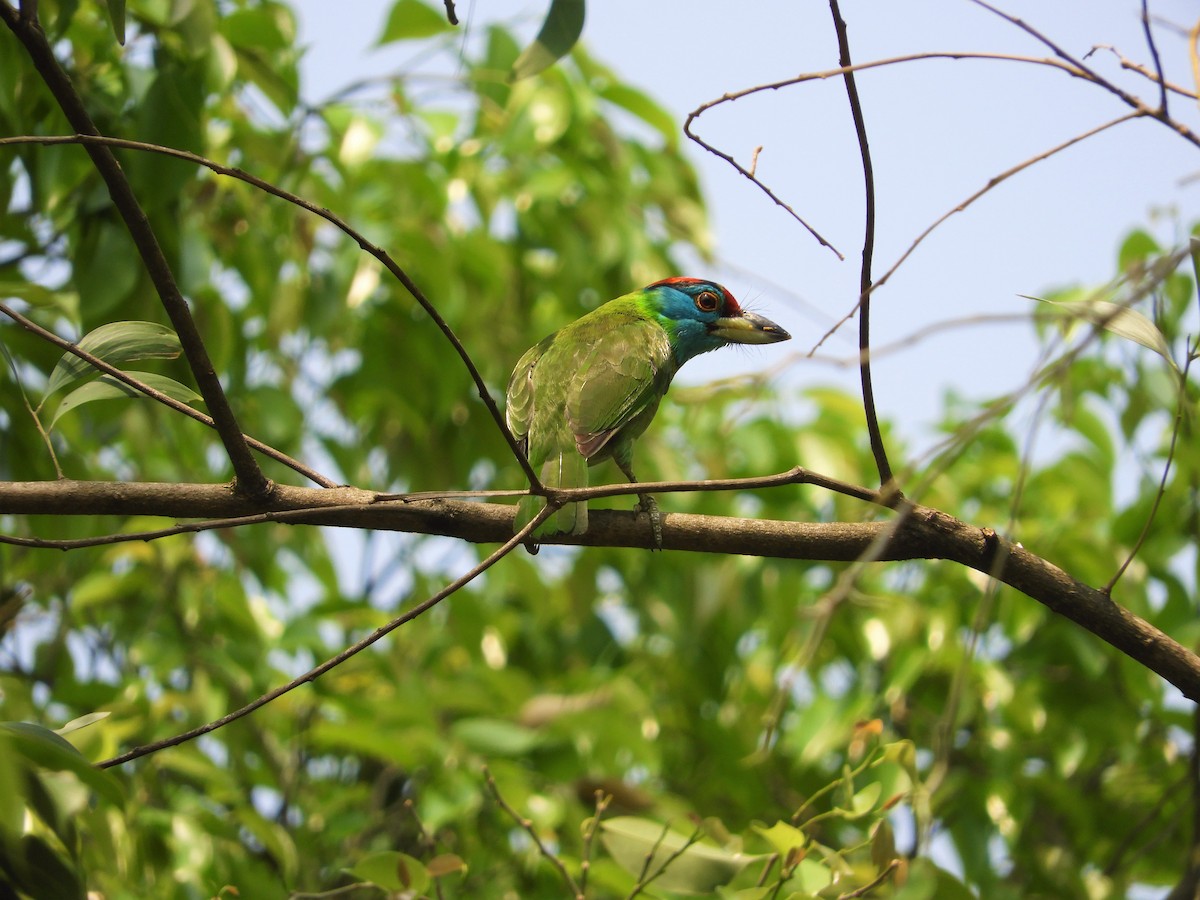 Blue-throated Barbet - ML298560871