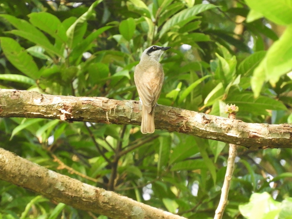Large Woodshrike - ML298560931