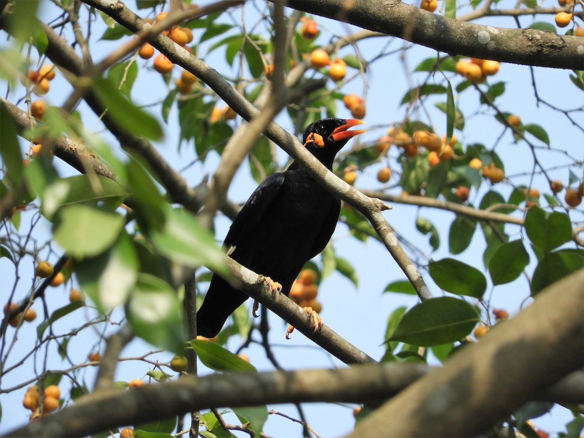 Common Hill Myna - ML298560941