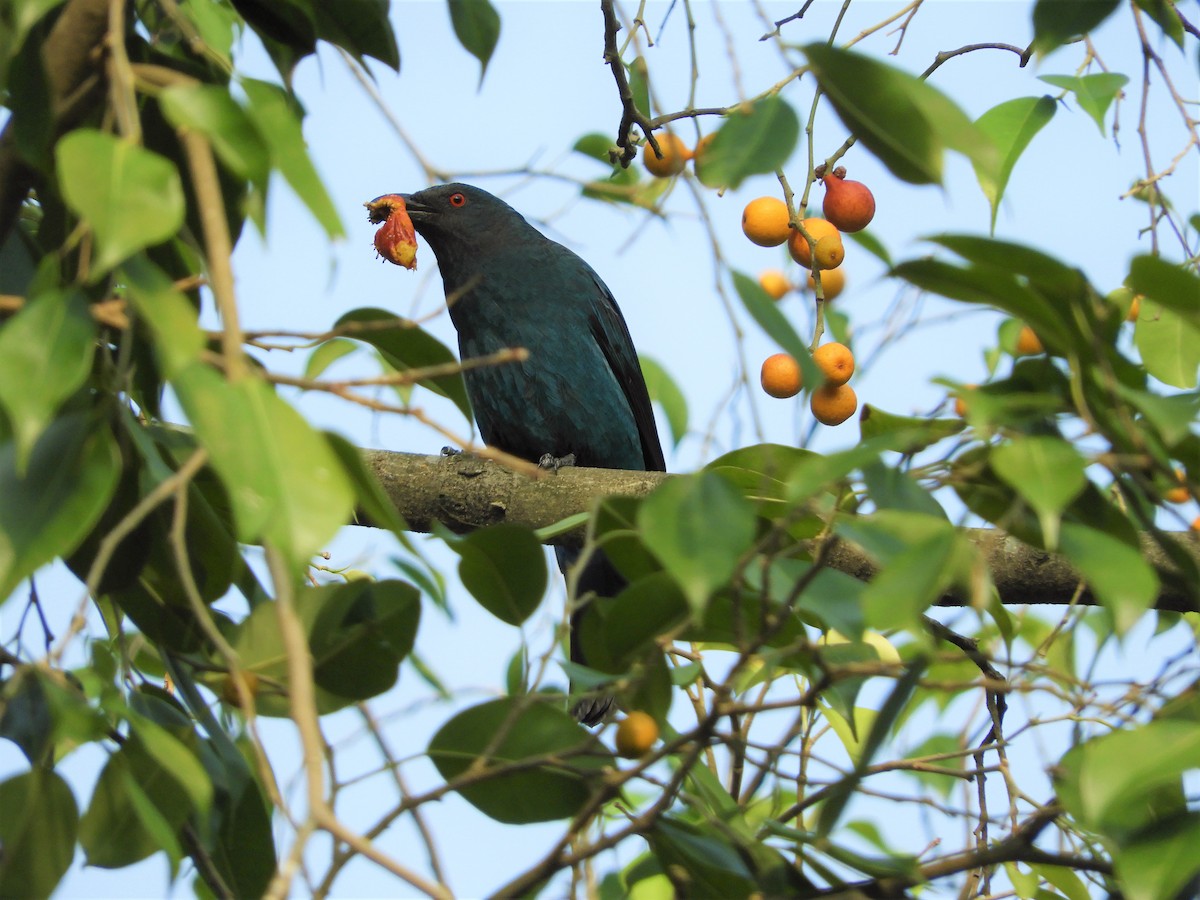 Asian Fairy-bluebird - ML298560961