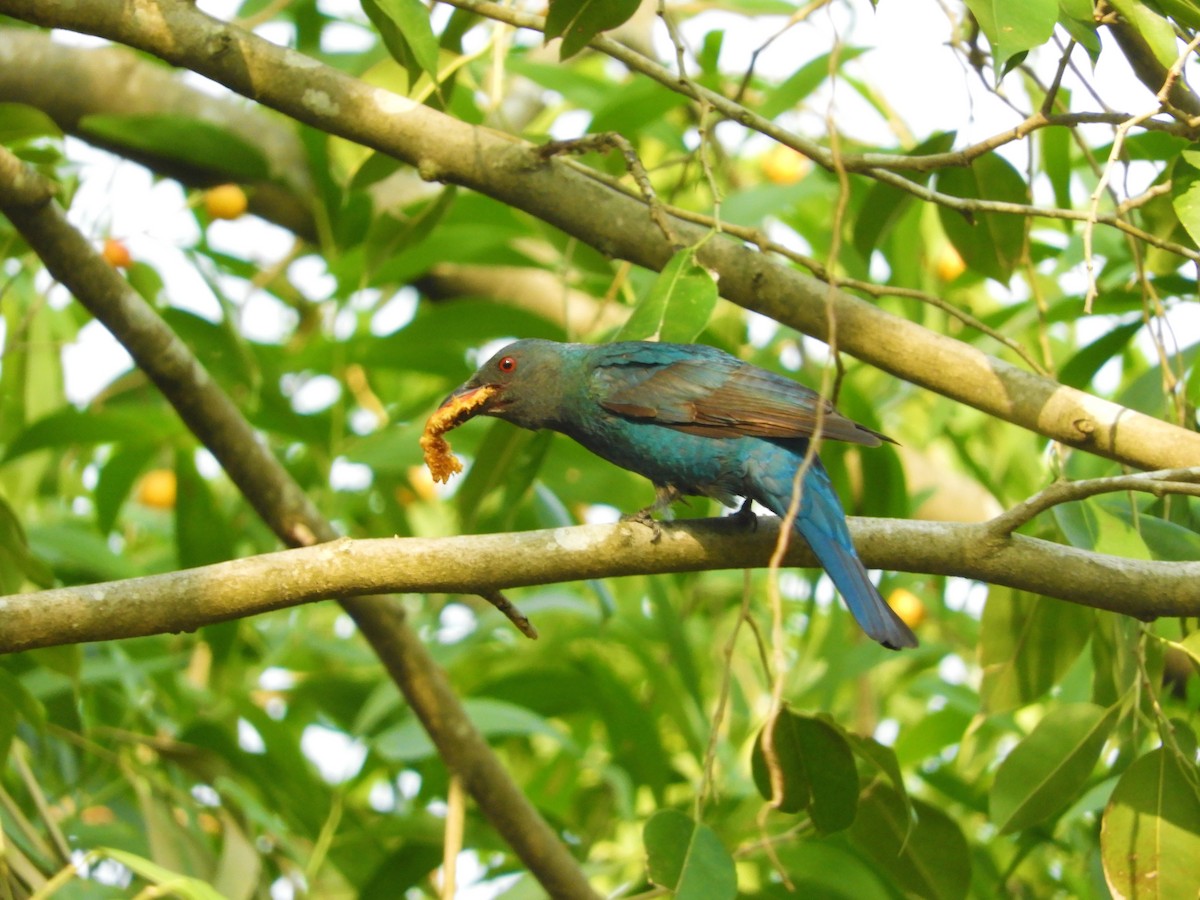 Asian Fairy-bluebird - ML298560991
