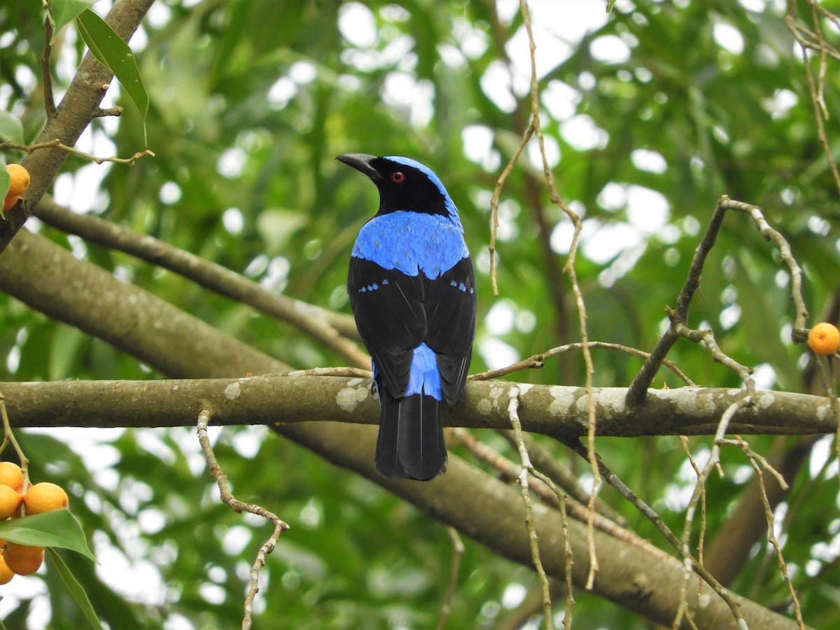 Asian Fairy-bluebird - ML298561001