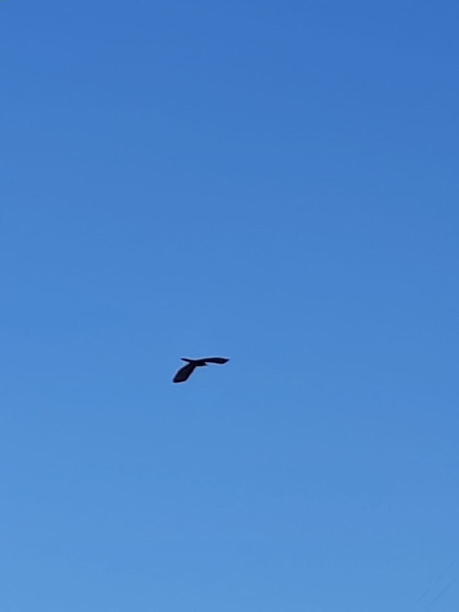 Black Kite - ML298561721