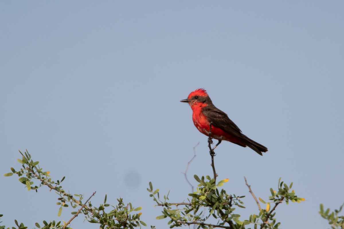 Vermilion Flycatcher - ML298562151