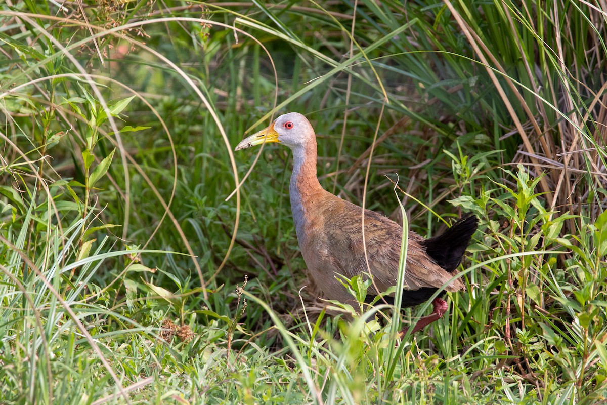 Giant Wood-Rail - ML298562571