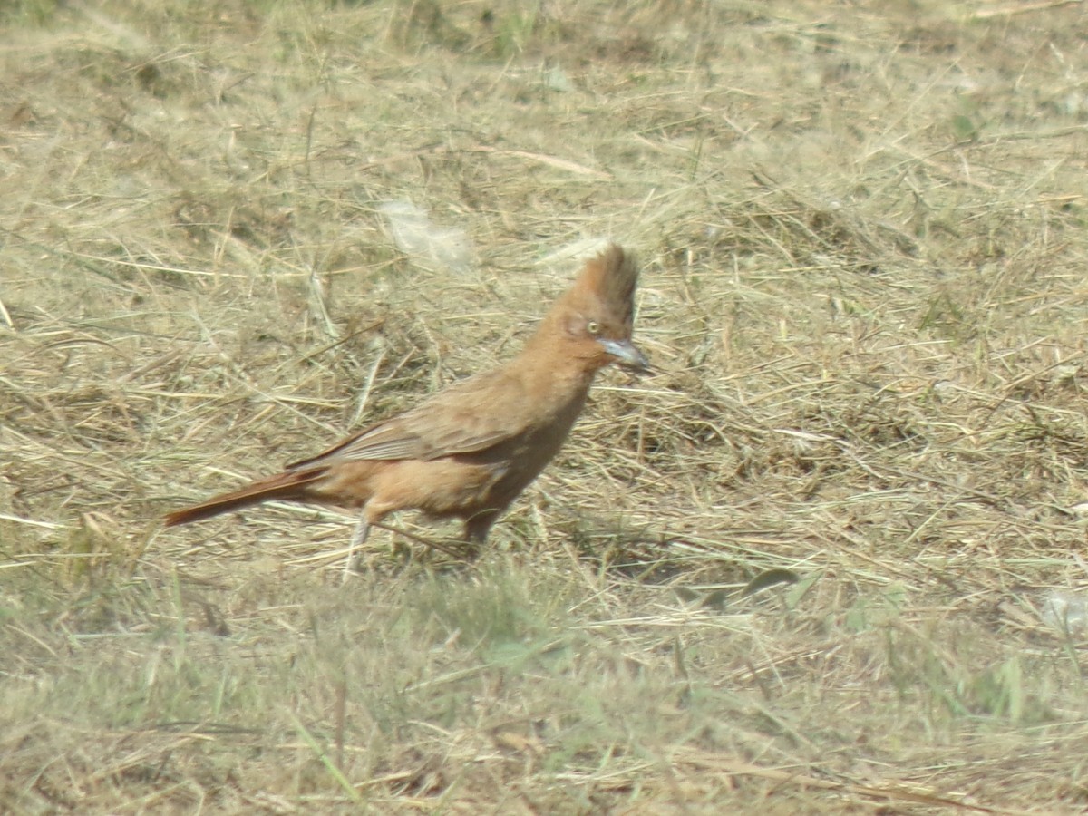 Braunhaubenläufer - ML298562811