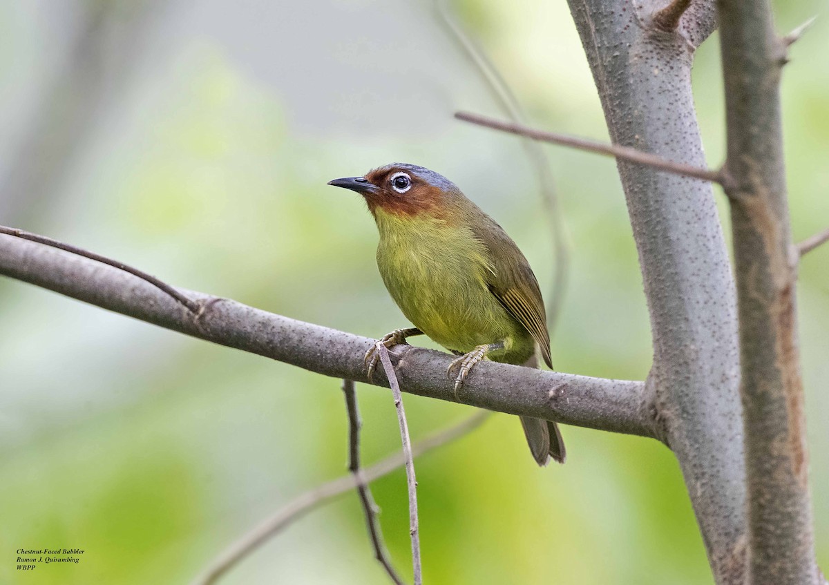 Chestnut-faced Babbler - Ramon Quisumbing