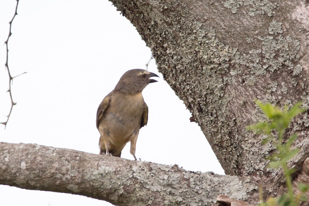 Bluish-gray Saltator - Ana Merlo