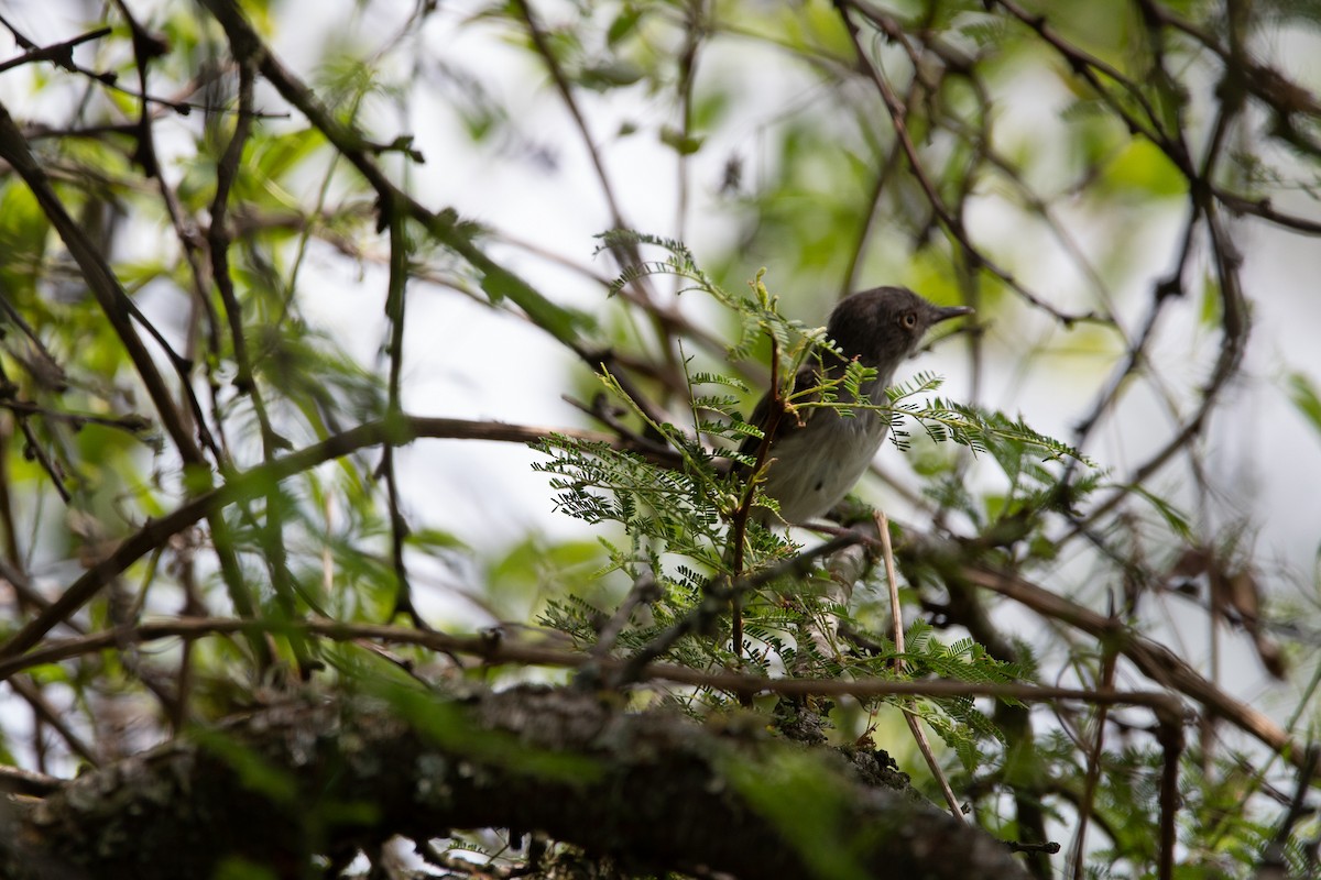 Pearly-vented Tody-Tyrant - ML298563341