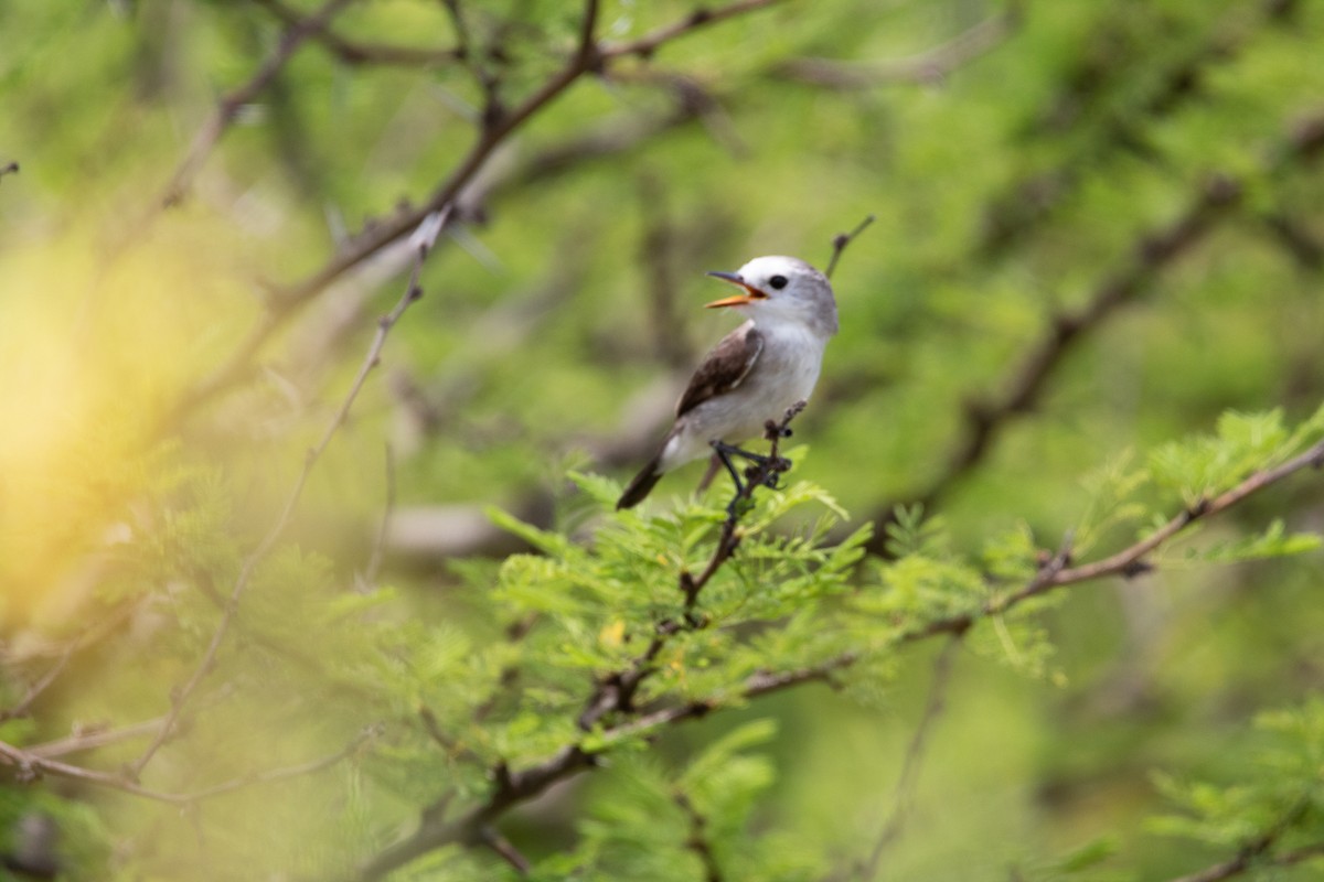 White-headed Marsh Tyrant - ML298563491