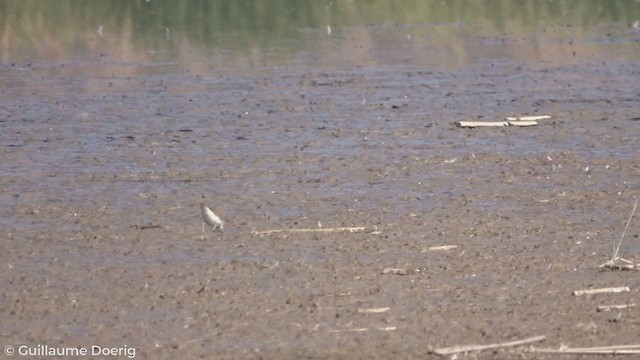 Collared Plover - ML298563681