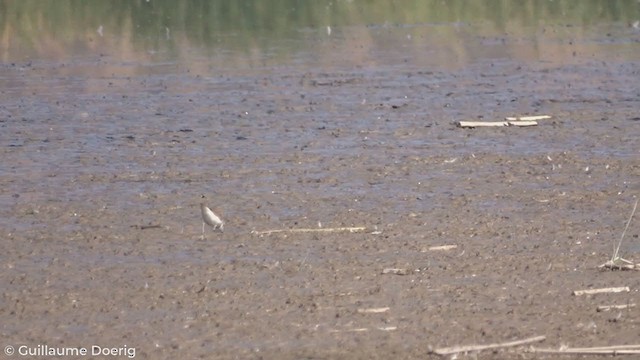 Collared Plover - ML298563681