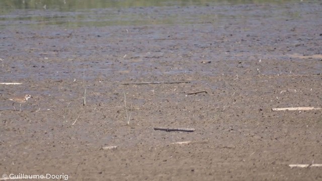 Collared Plover - ML298563801