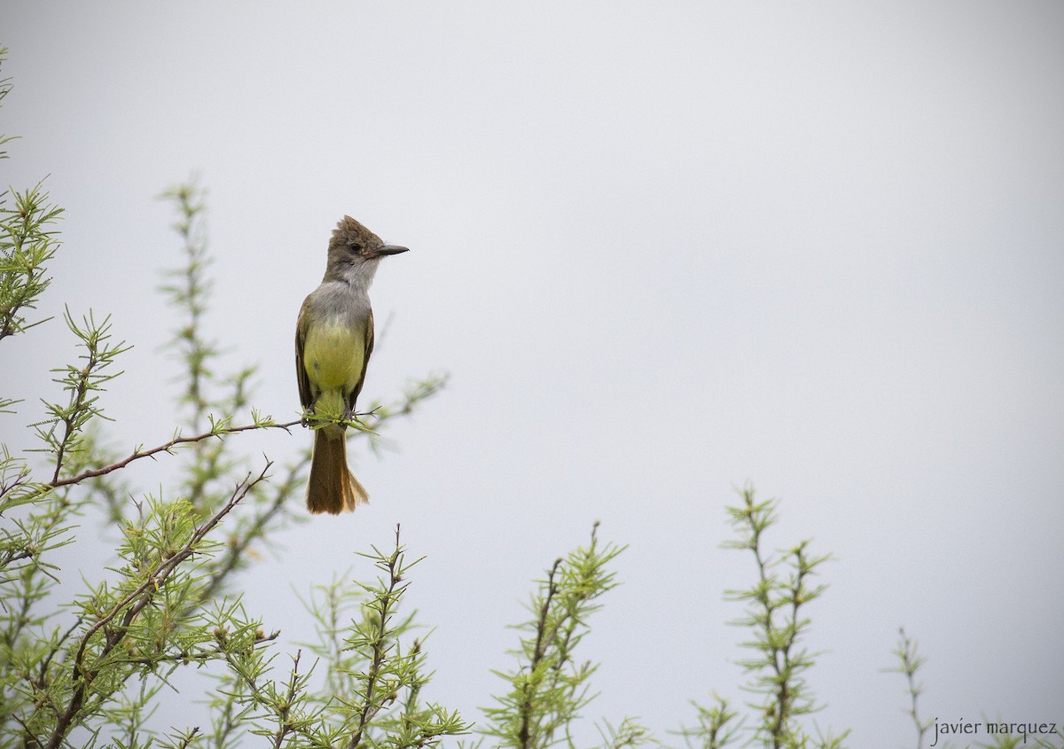Brown-crested Flycatcher - ML298565831