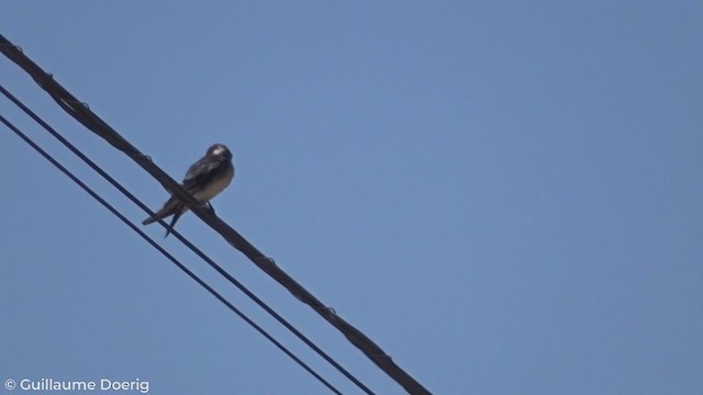 Chilean Swallow - ML298567251