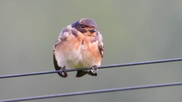 South African Swallow - ML298567661
