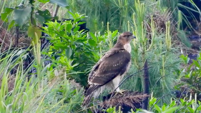 Águila de Ayres - ML298568471