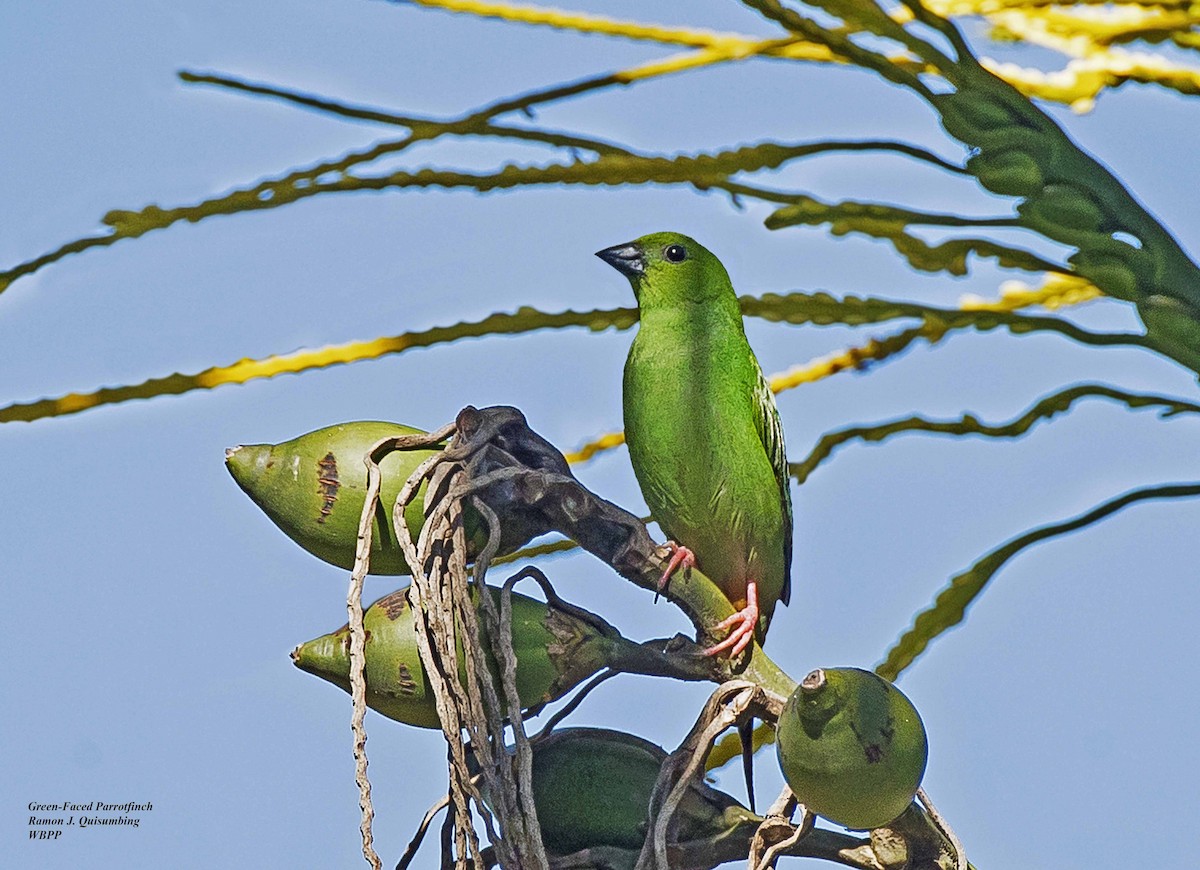 Green-faced Parrotfinch - ML298568711