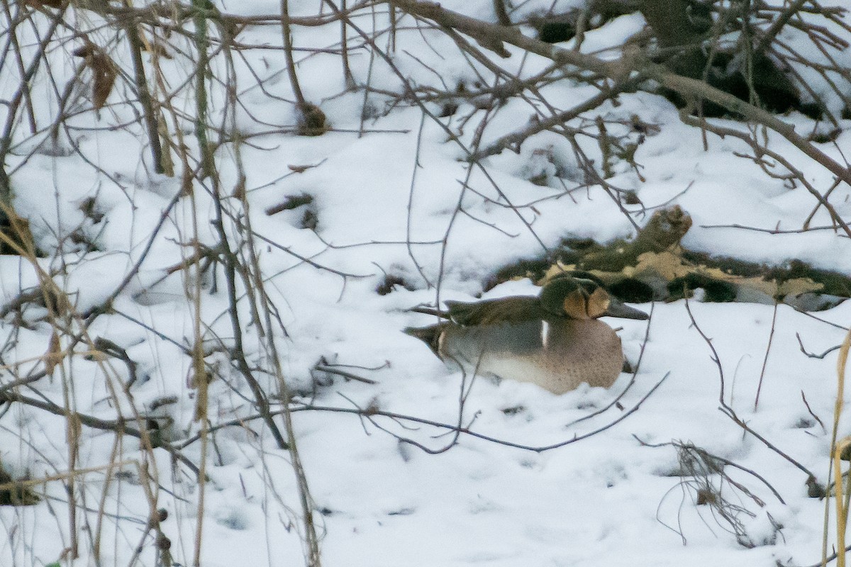 Baikal Teal - ML298568821