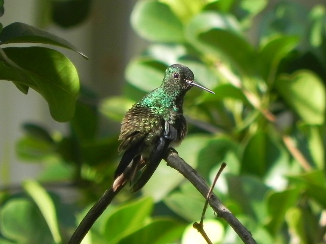 Western Emerald - ML29857071