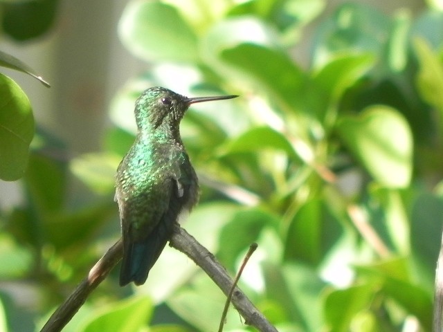 Western Emerald - ML29857081