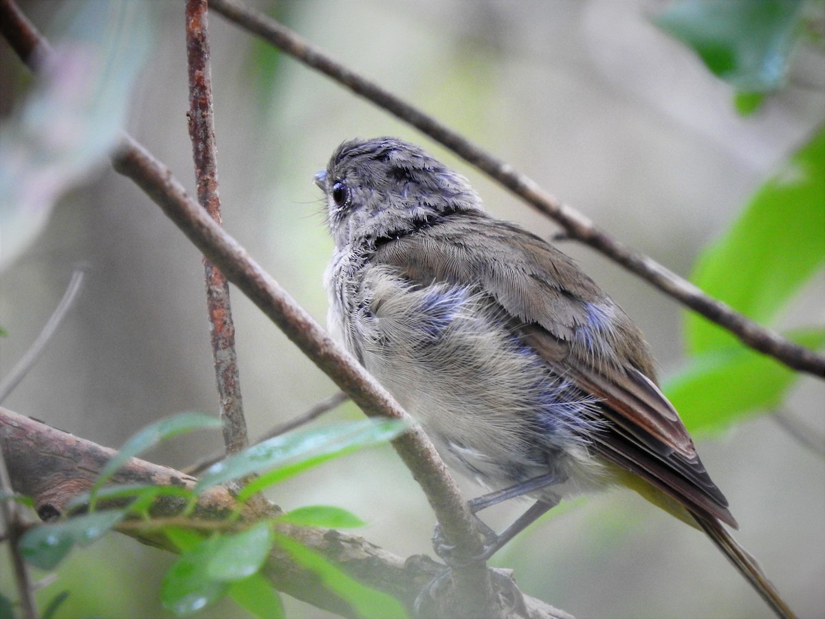 Golden Whistler - ML298570881